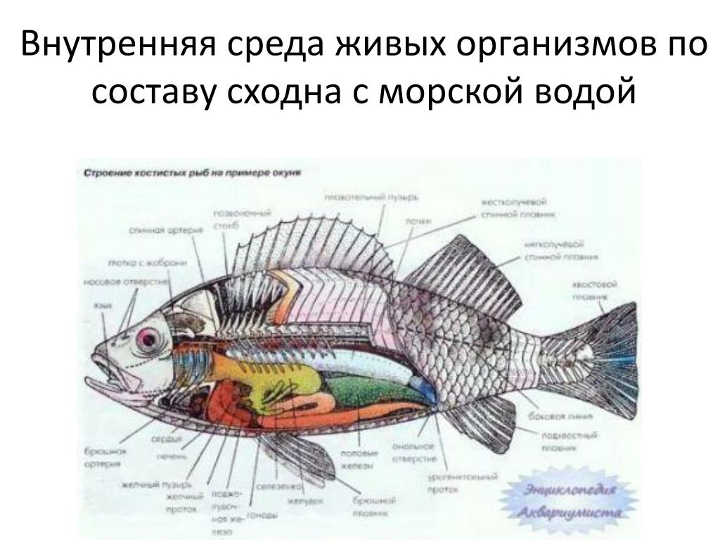 Внутреннее строение щуки. Внутреннее строение рыбы желчный пузырь. Внутреннее строение костной рыбы окуня. Внутреннее строение рыбы система органов. Внутреннее строение толстолобика.
