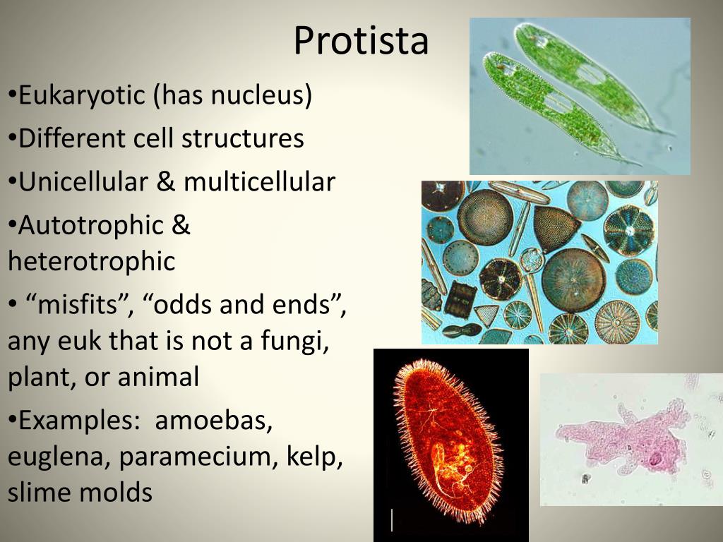 Which Organisms Are Prokaryotes Archaea Fungi Protists Plants
