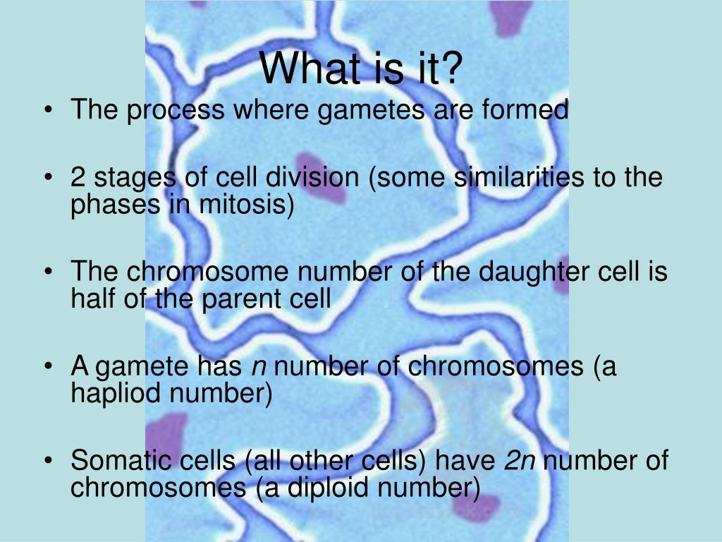 PPT - Understanding Meiosis: The Process of Gamete Formation and ...