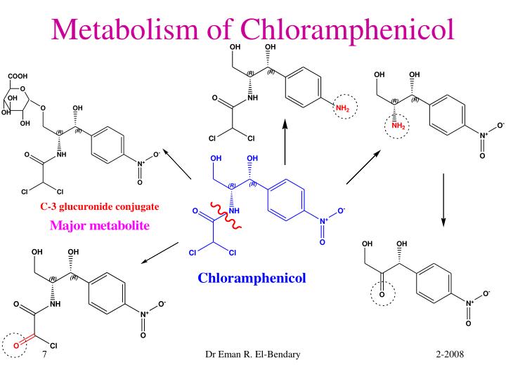 Chloramphenicol Palmitate Solubility