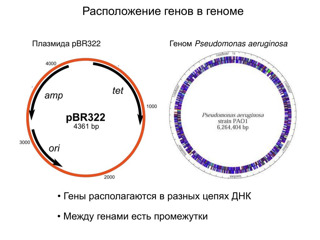 Вирус бактерия или плазмида несущая встроенный фрагмент. Плазмида pbr322. Плазмидный вектор pbr322. Плазмида pbr322 схема. Расположение генов в геноме.