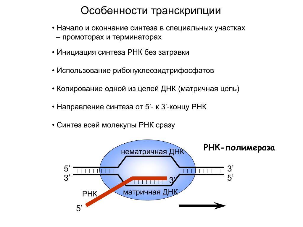 Установите последовательность этапов транскрипции присоединение. Синтез РНК У прокариот. Инициация транскрипции у эукариот схема. Схема процесса транскрипции. Схема процесса транскрипции прокариот.