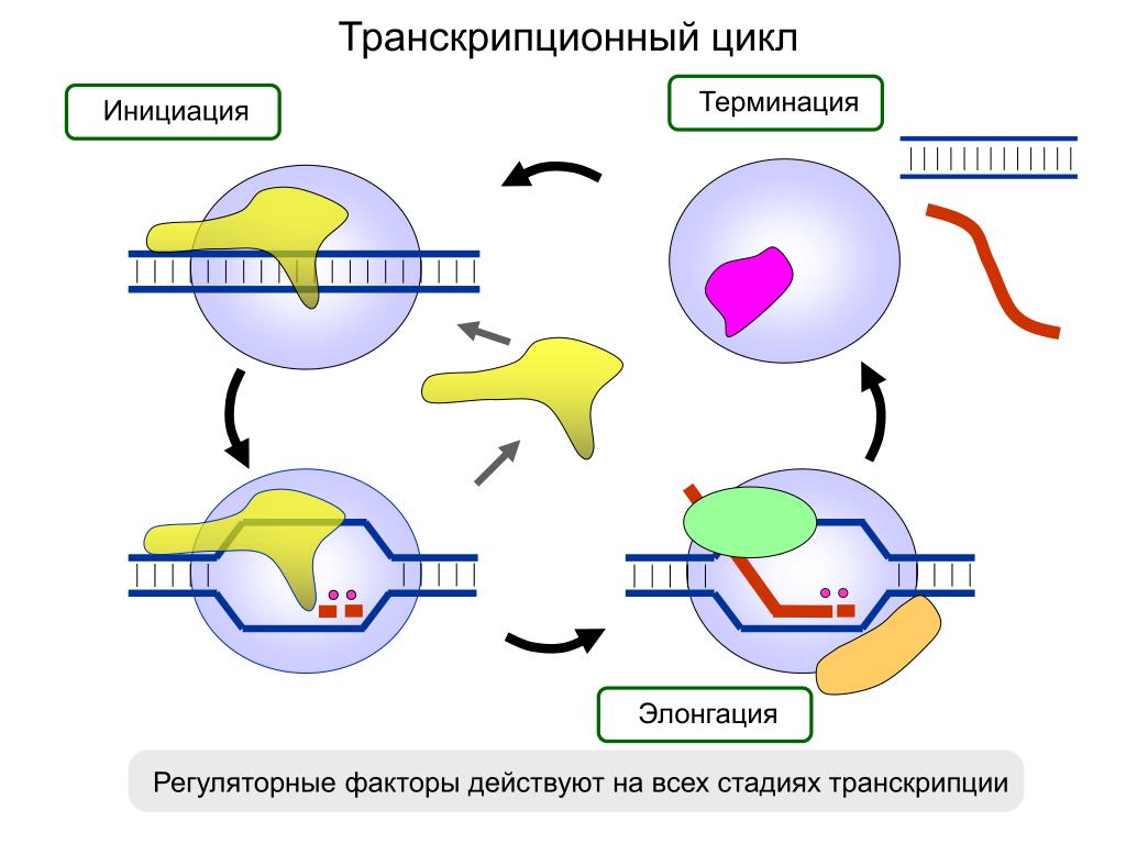 Инициация у прокариот. Этапы транскрипции терминация. Инициация транскрипции у эукариот схема. Транскрипция ДНК инициация элонгация терминация. Биосинтез белка инициация элонгация терминация.