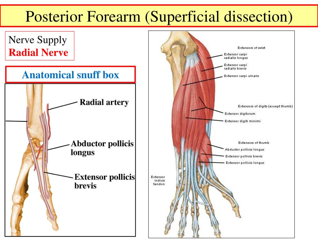 Ppt Muscles Of The Forearm Powerpoint Presentation Free Download