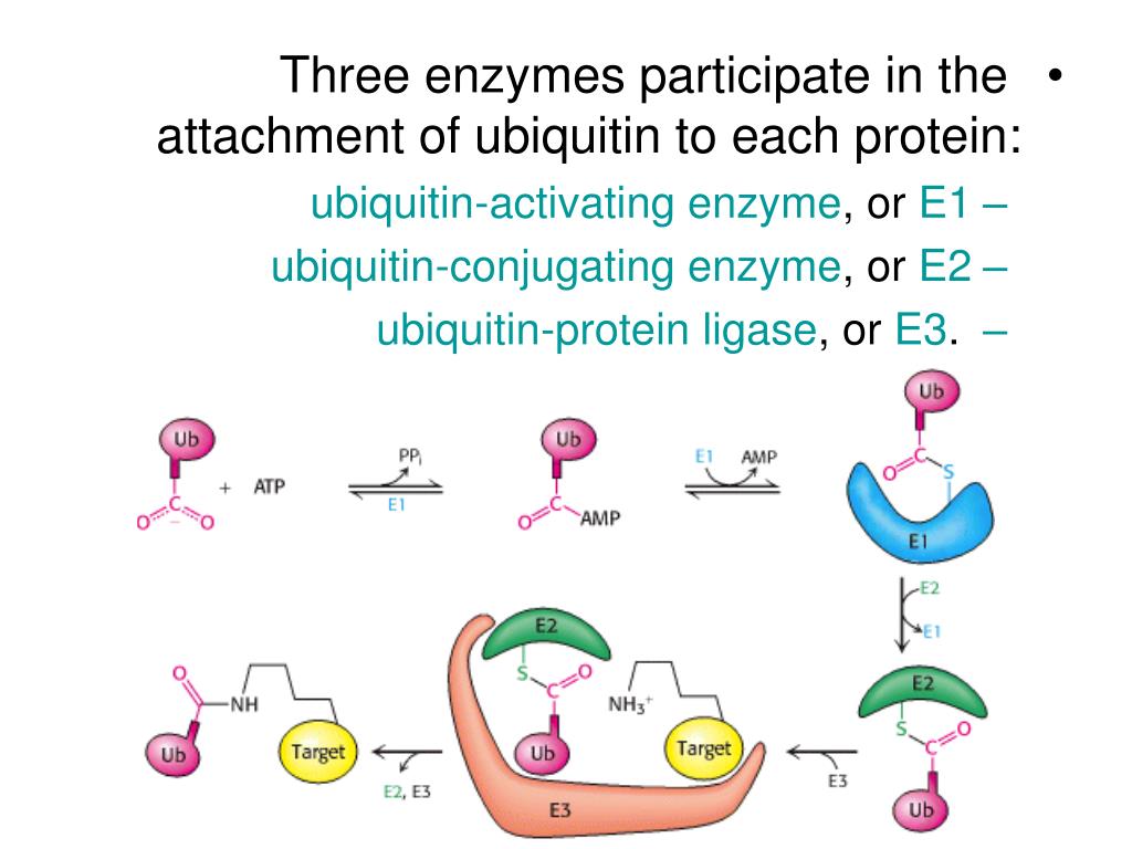 PPT Protein Turnover and Amino Acid Catabolism PowerPoint