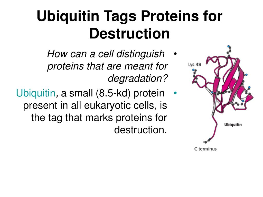 PPT - Protein Turnover and Amino Acid Catabolism PowerPoint