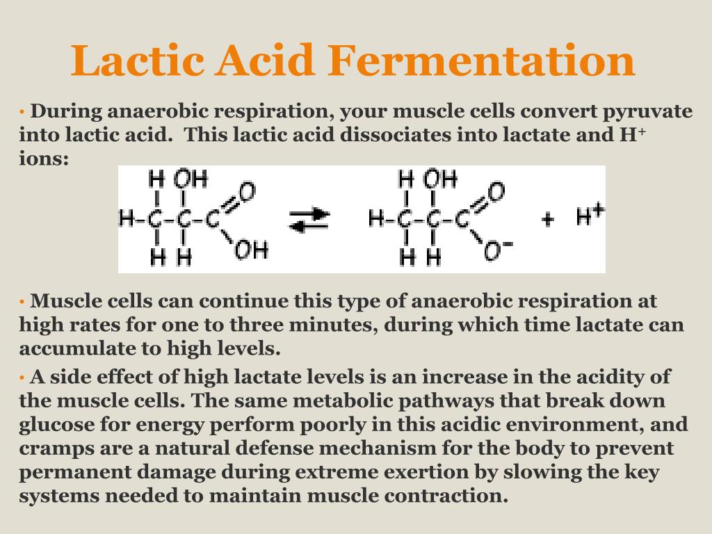 PPT - Lactic AciD Fermentation3 L