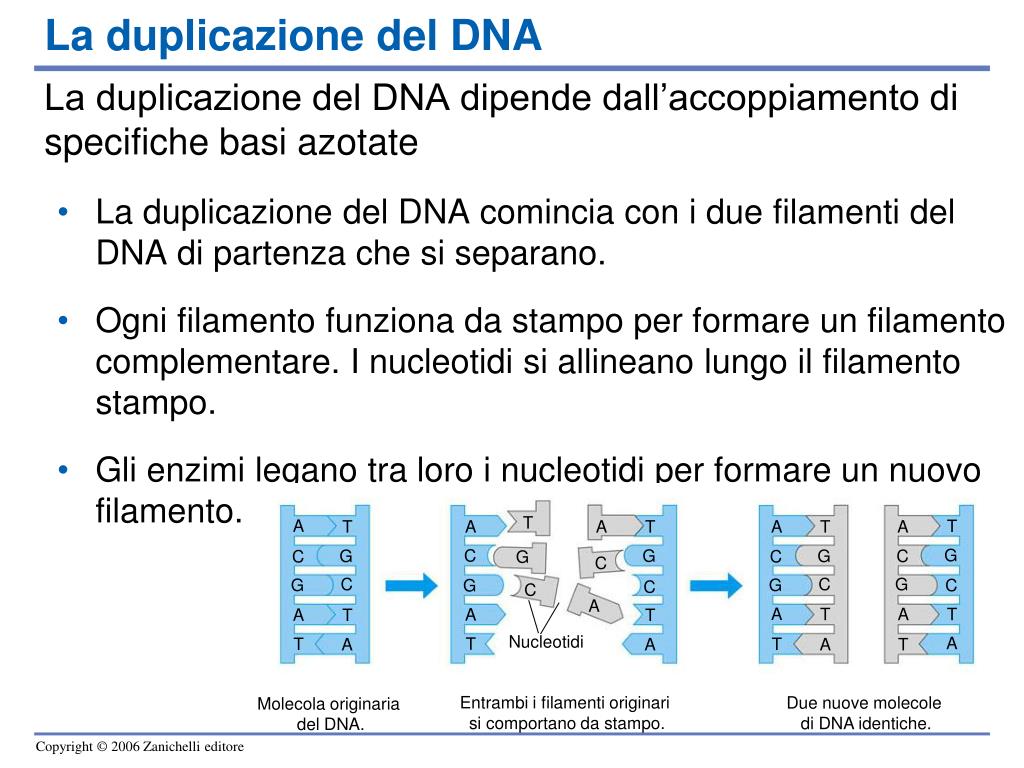 PPT - La biologia molecolare del gene PowerPoint Presentation, free ...