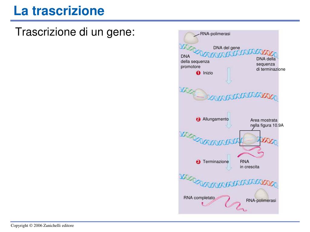 PPT - La biologia molecolare del gene PowerPoint Presentation, free ...