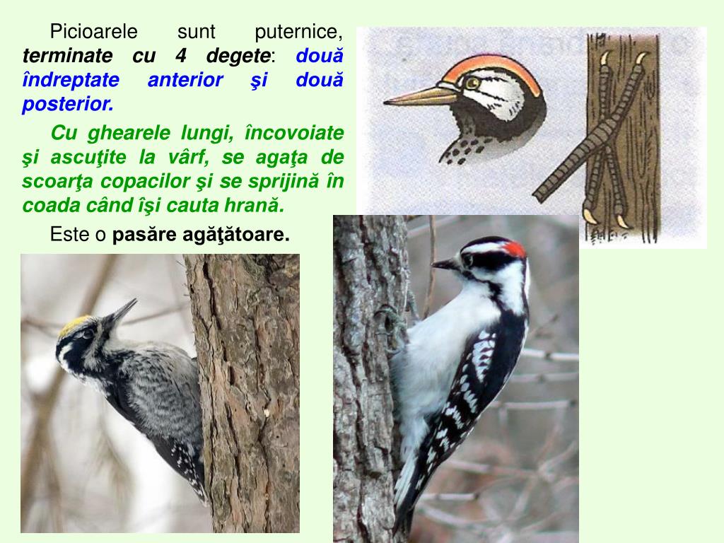PPT - Păsări picioroange şi agăţătoare PowerPoint Presentation, free  download - ID:6576858