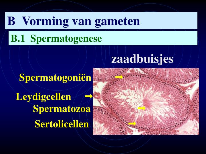 PPT - VOORTPLANTING BIJ DE MENS PowerPoint Presentation - ID:6576947