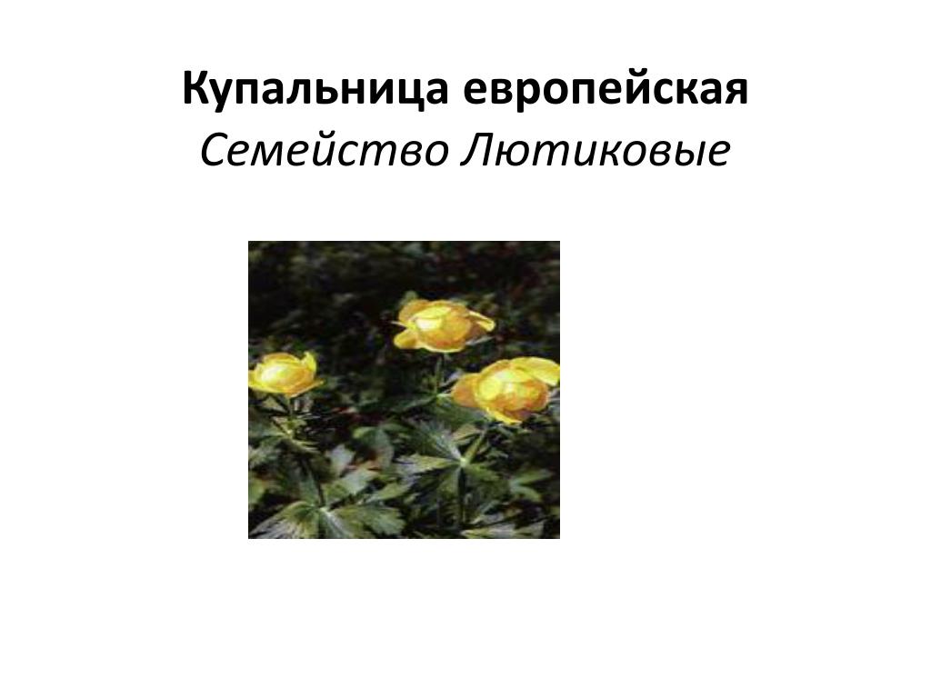 Диаграмма цветка Купальницы. Купальница европейская Тип гинецея. Купальница европейская формула цветка. Купальница Сибирская.