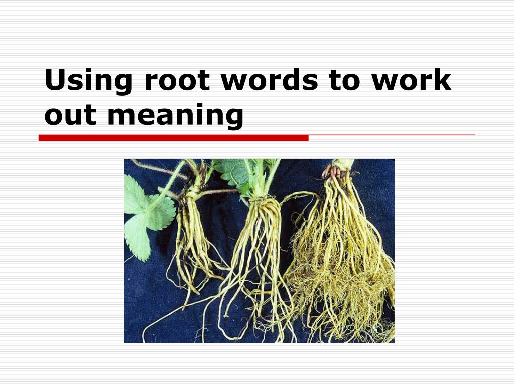 PPT - Using root words to work out meaning PowerPoint Presentation, free  download - ID:6577660