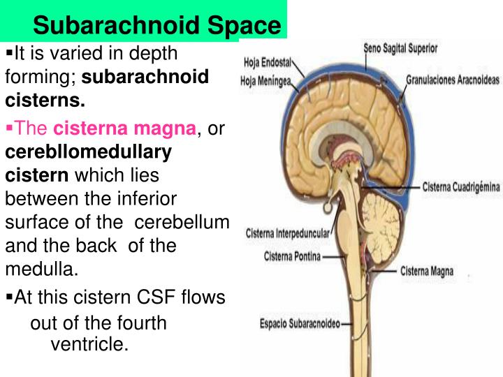 PPT - Meninges, CSF & Ventricular system PowerPoint Presentation - ID