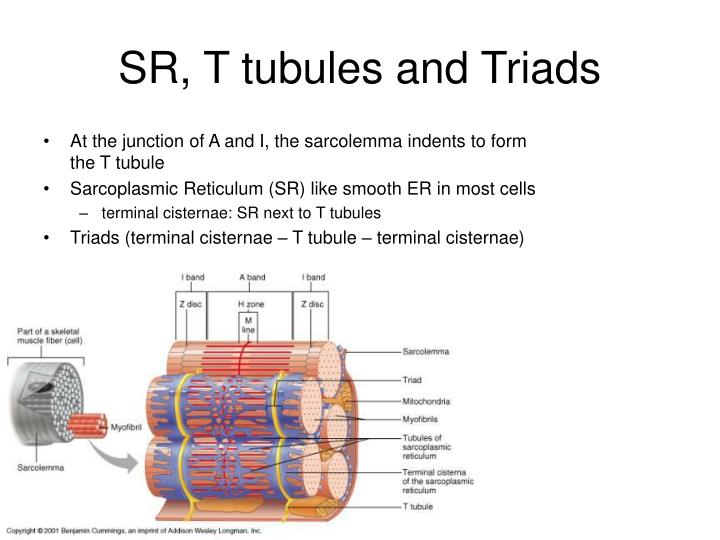 PPT - Microscopic Anatomy of Skeletal Muscle PowerPoint Presentation ...