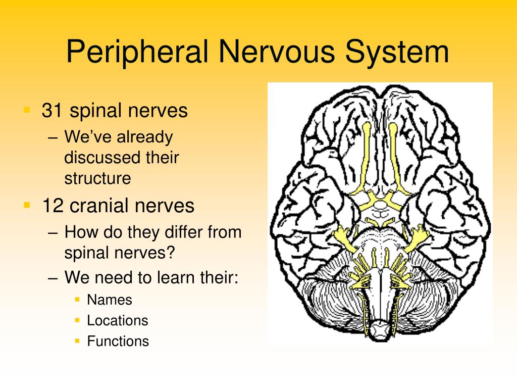peripheral nervous system presentation