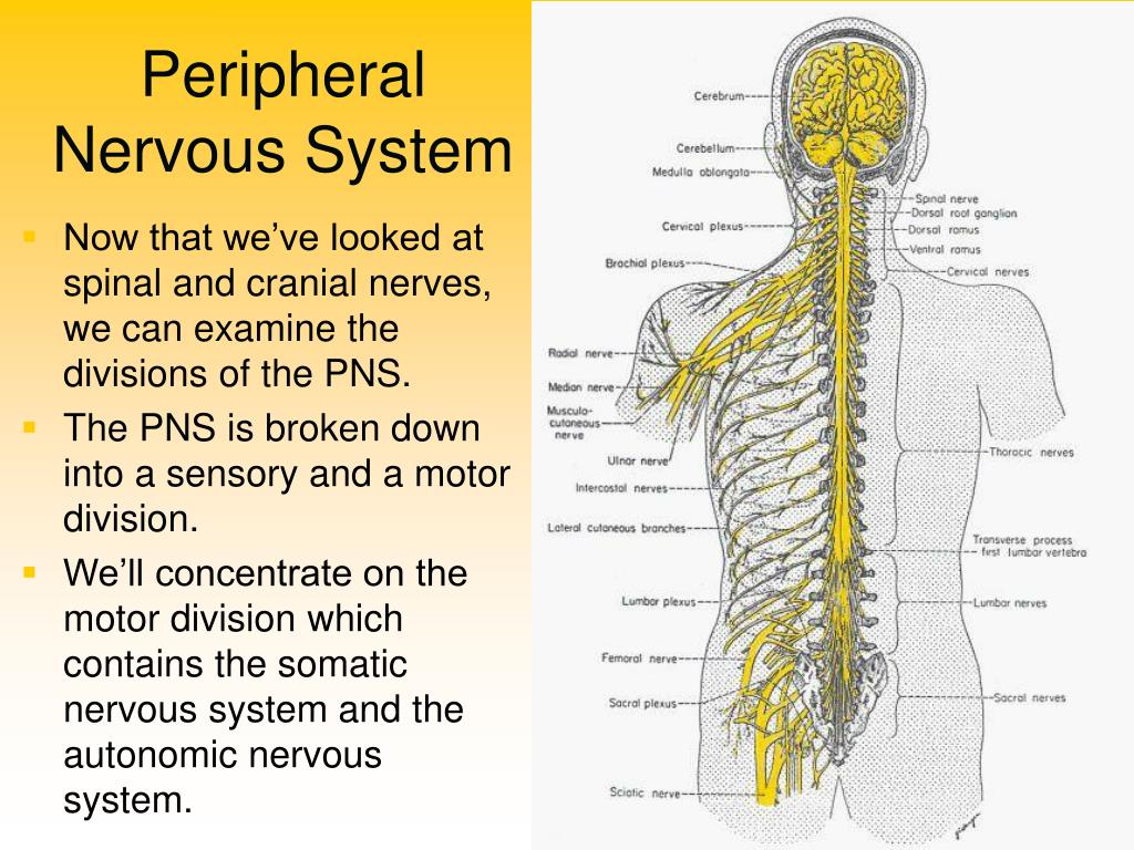 peripheral nervous system presentation