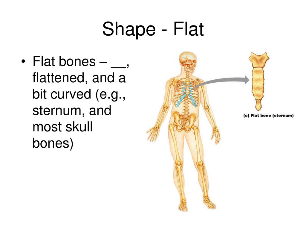 PPT - Chap 6 Bones & Skeletal Tissue PowerPoint Presentation, free