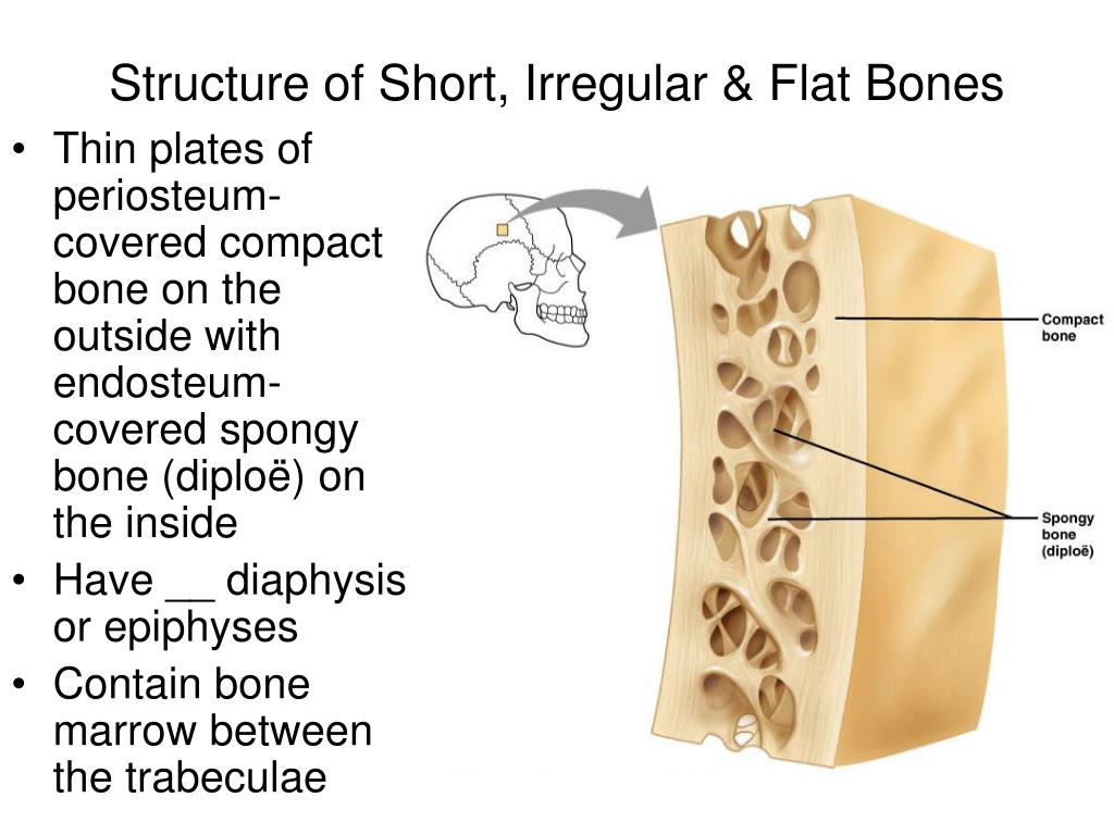 neither short nor flat bones contain a medullary cavity. neither short nor flat bones contain a medullary cavity.