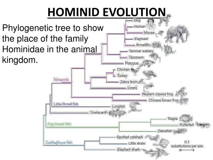 The Hominid Family Tree Human Evolution Human