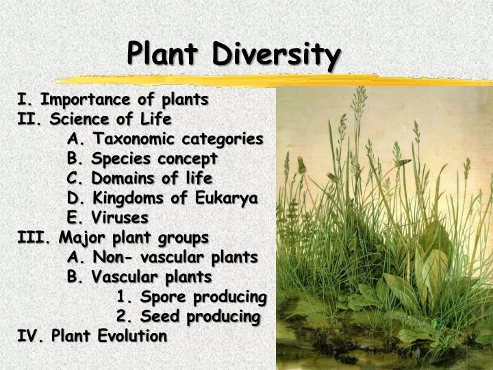 plant diversity n.