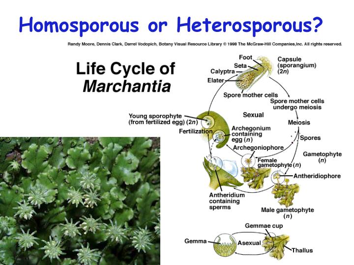 Homosporous plants Idea