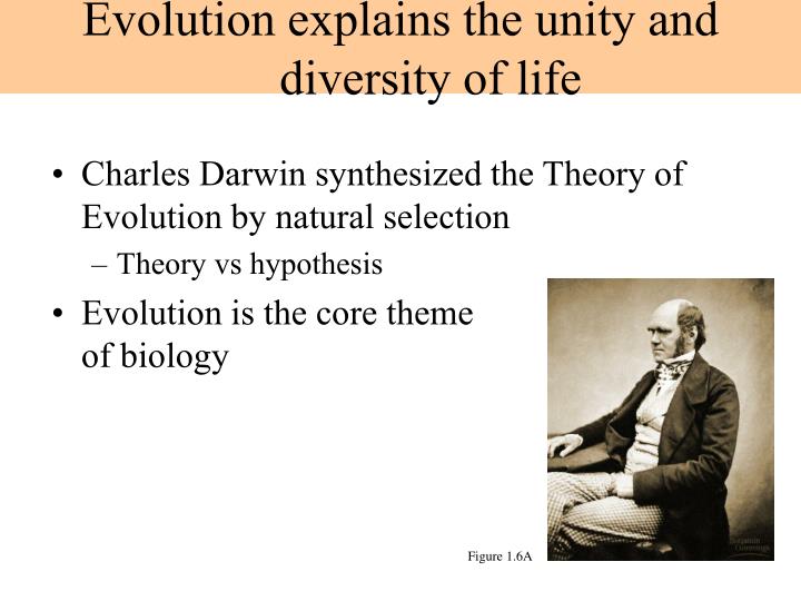 the thory of evolution charles darwin the thory of evolution charles darwin