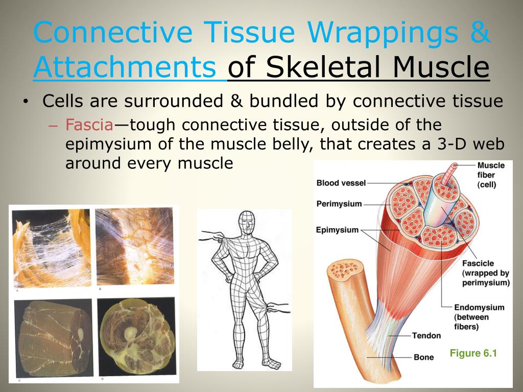 PPT Week 6 (11/1811/22) Warm Up Mon, 11/18 Muscular System Pre