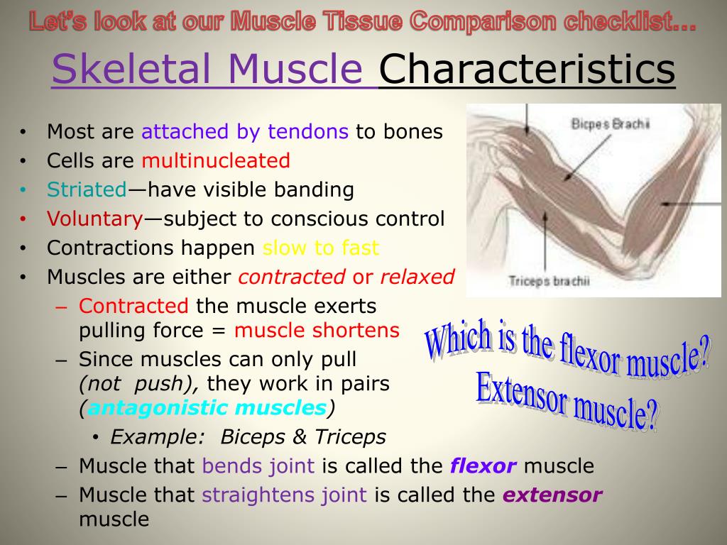 PPT - Week #6 (11/18-11/22) Warm Up – Mon, 11/18: - Muscular System Pre