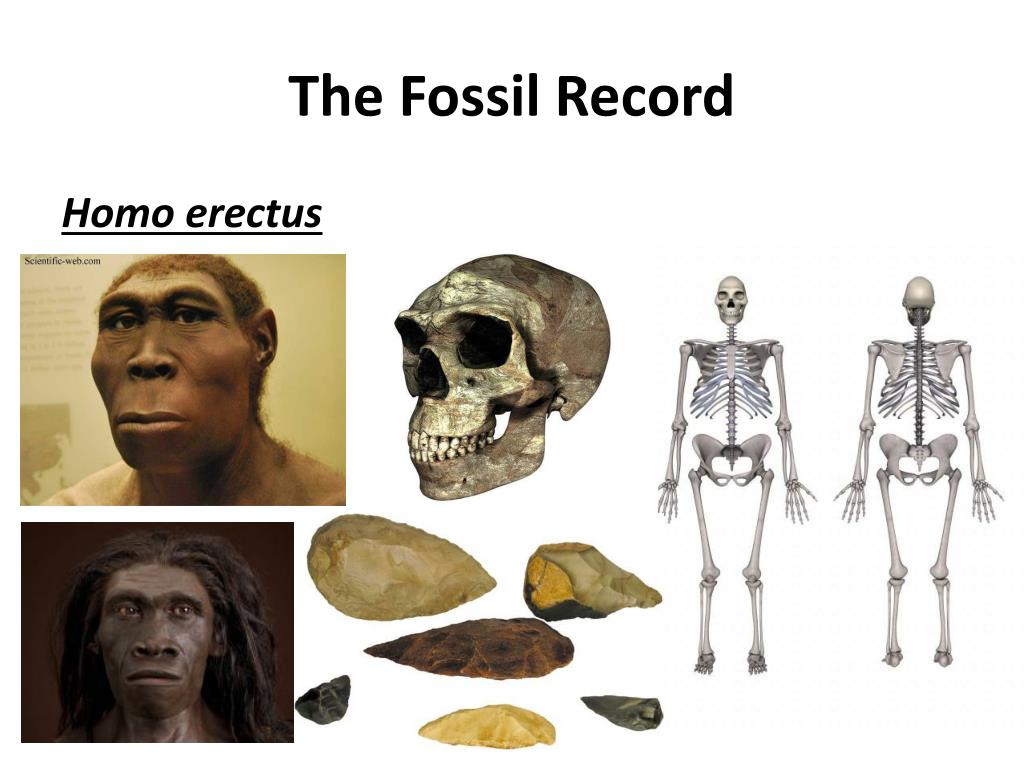 PPT Human Evolution PowerPoint Presentation, free download ID6580873