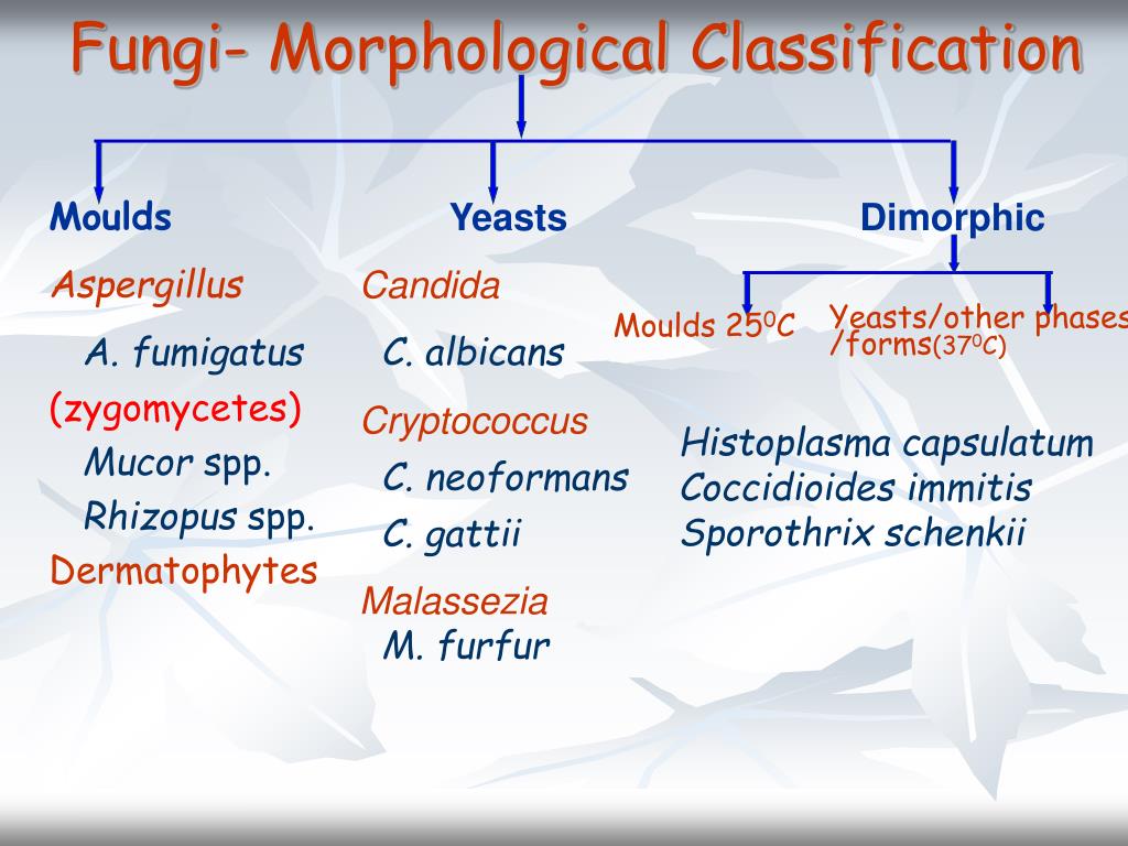 Classification Of Fungi Flowchart