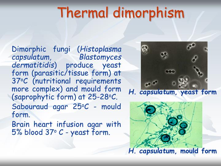 PPT - Fungi of Medical Importance PowerPoint Presentation - ID:6583864