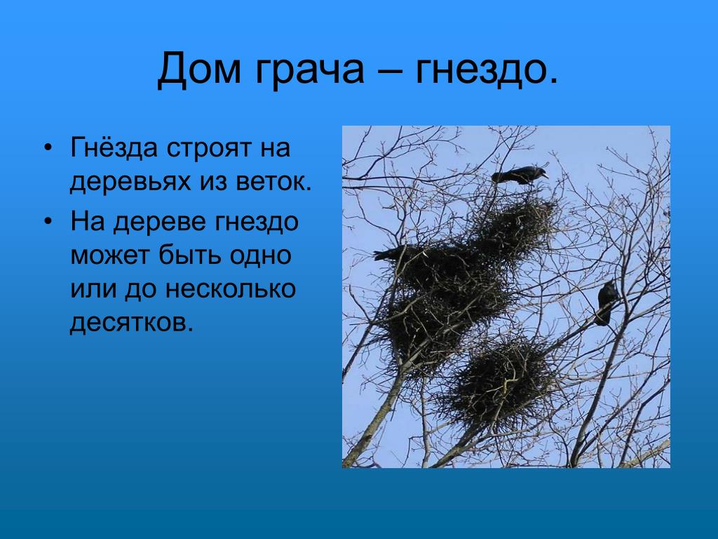 2 предложения о грачах. Гнездо вороны и Грача. Птица строит гнездо. Грачиные гнезда на деревьях. Перелётные птицы для дошкольников в гнезде.