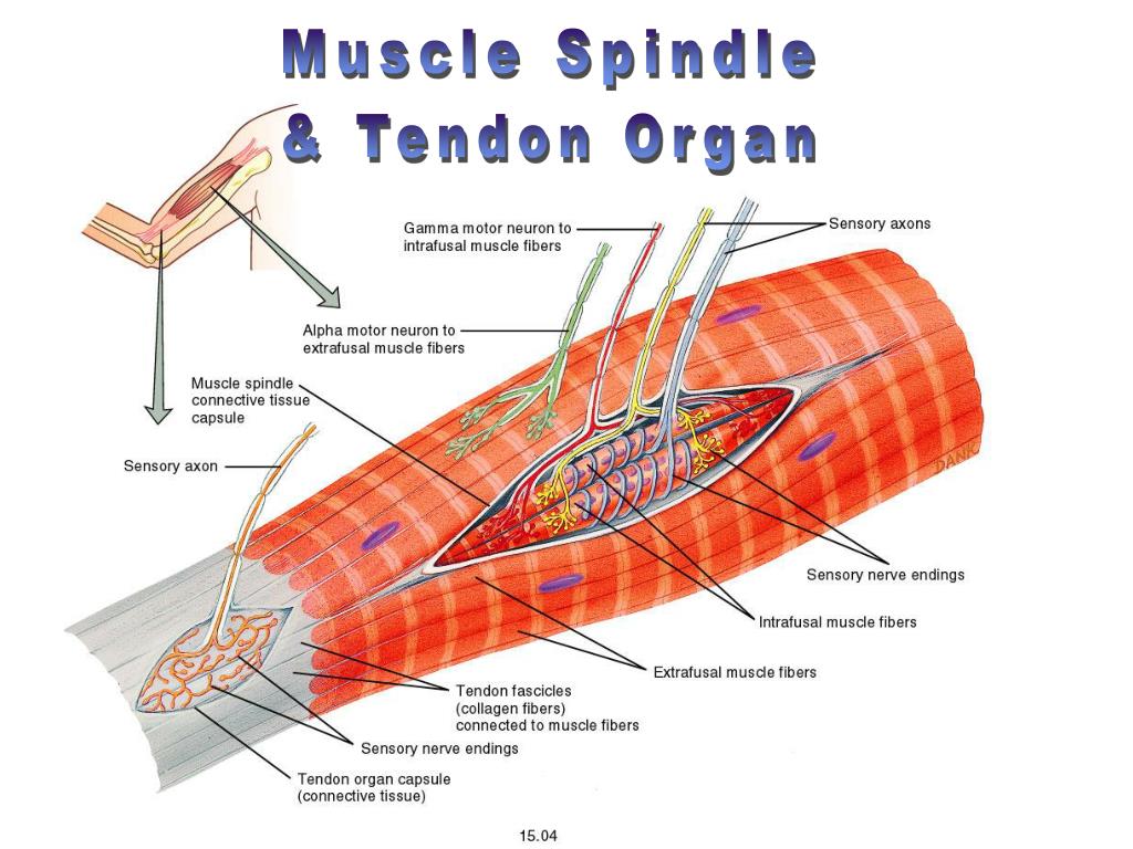 Muscle spindles are used in the peripheral nervous system torrent loes visschedijk gooische vrouwen torrent