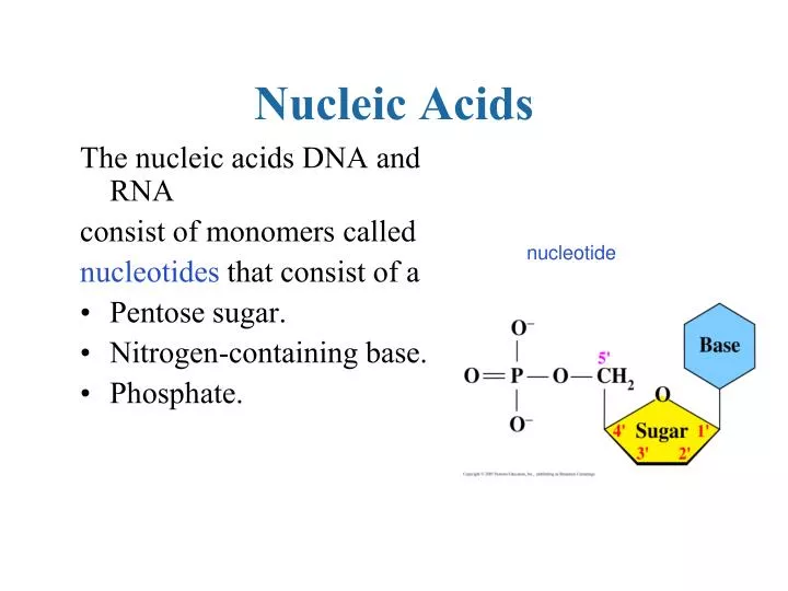 PPT - Nucleic Acids PowerPoint Presentation, Free Download - ID:6586940