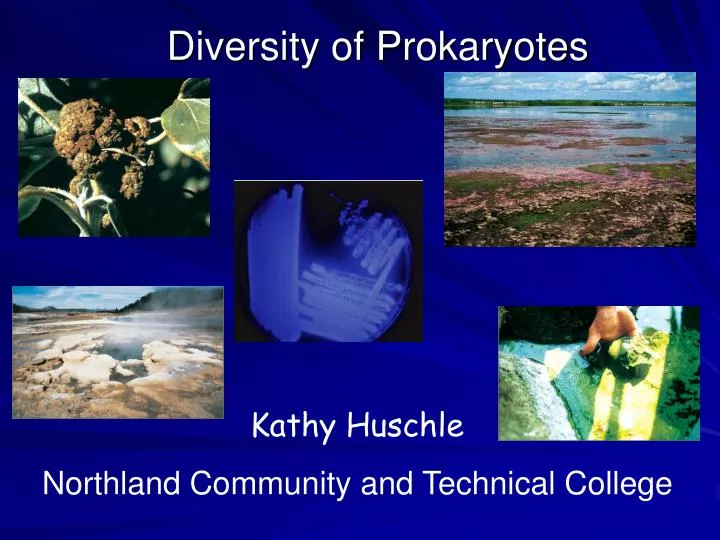 diversity of prokaryotes n.