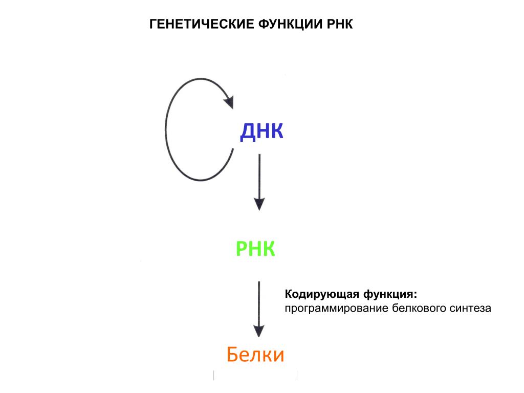 Белковая рнк. ДНК РНК белок. Схема взаимосвязи между процессами ДНК ИРНК белок. ДНК кодирует РНК. Генетическая роль РНК.