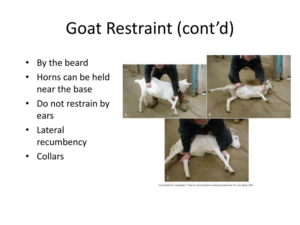 PPT Goat And Sheep Restraint And Clinical Procedures PowerPoint 