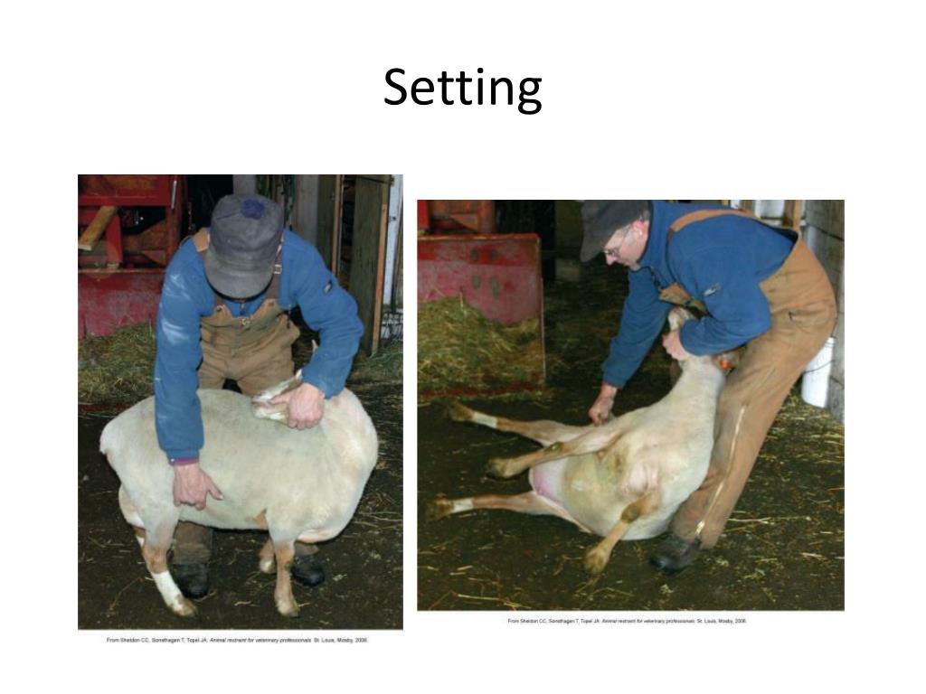 PPT Goat And Sheep Restraint And Clinical Procedures PowerPoint 