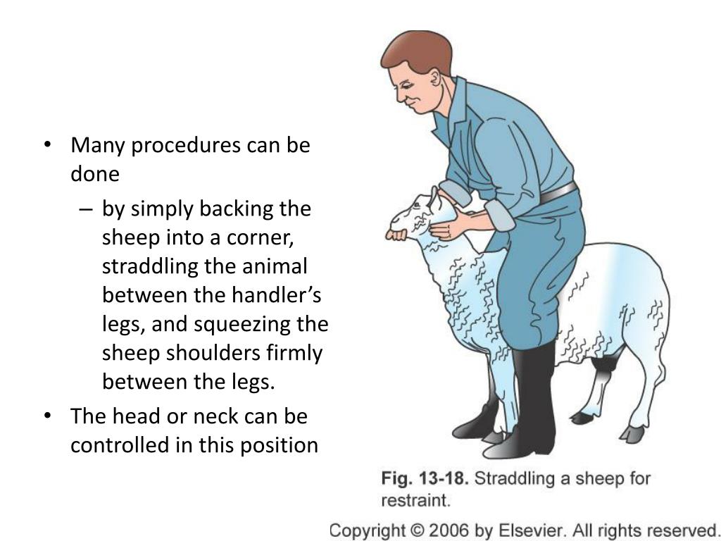 PPT Goat And Sheep Restraint And Clinical Procedures PowerPoint 