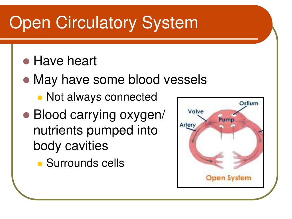 PPT Open vs. Closed Circulatory System PowerPoint Presentation, free