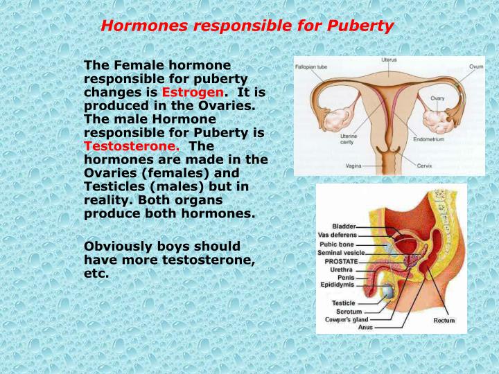 PPT PUBERTY Growth and Development …changes PowerPoint Presentation ID6588092