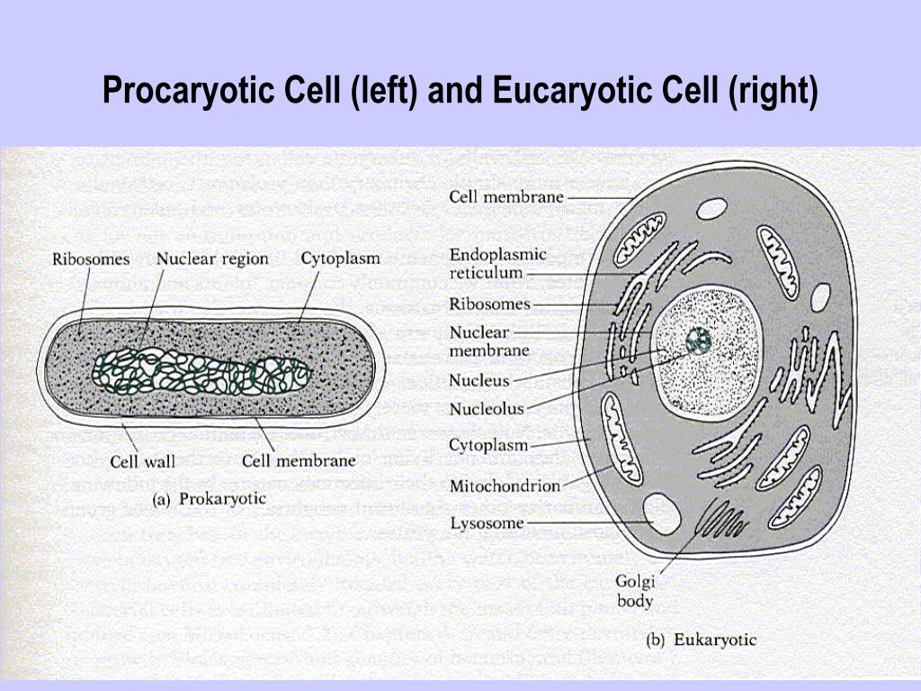 Дайте обозначение прокариоты и эукариоты. Схема строения прокариотической и эукариотической клеток. Схемы строянероя прокариотическрй и эукариотичкмкой клеток. Схема строения прокариотической клетки и эукариотической клетки. Строение прокариотических и эукариотических клеток схема.