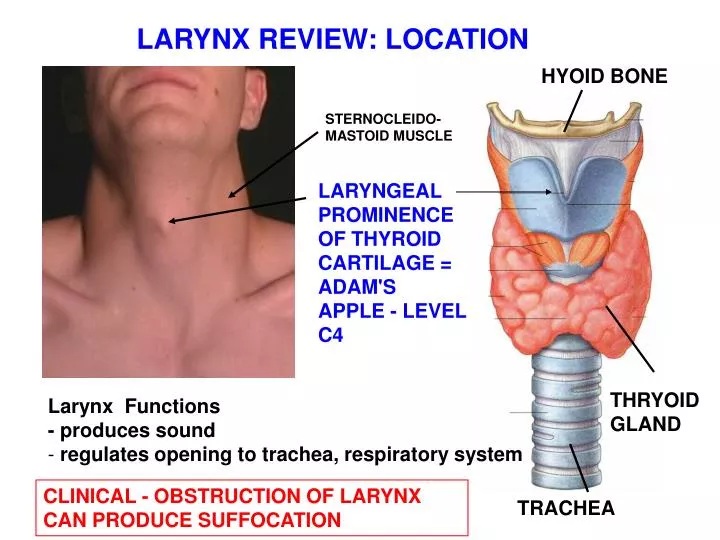 ppt-larynx-review-location-powerpoint-presentation-free-download