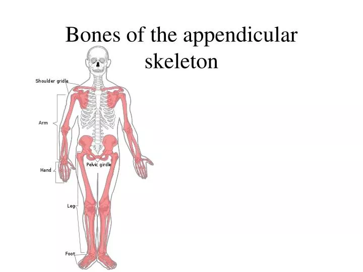 PPT - Bones of the appendicular skeleton PowerPoint Presentation, free ...