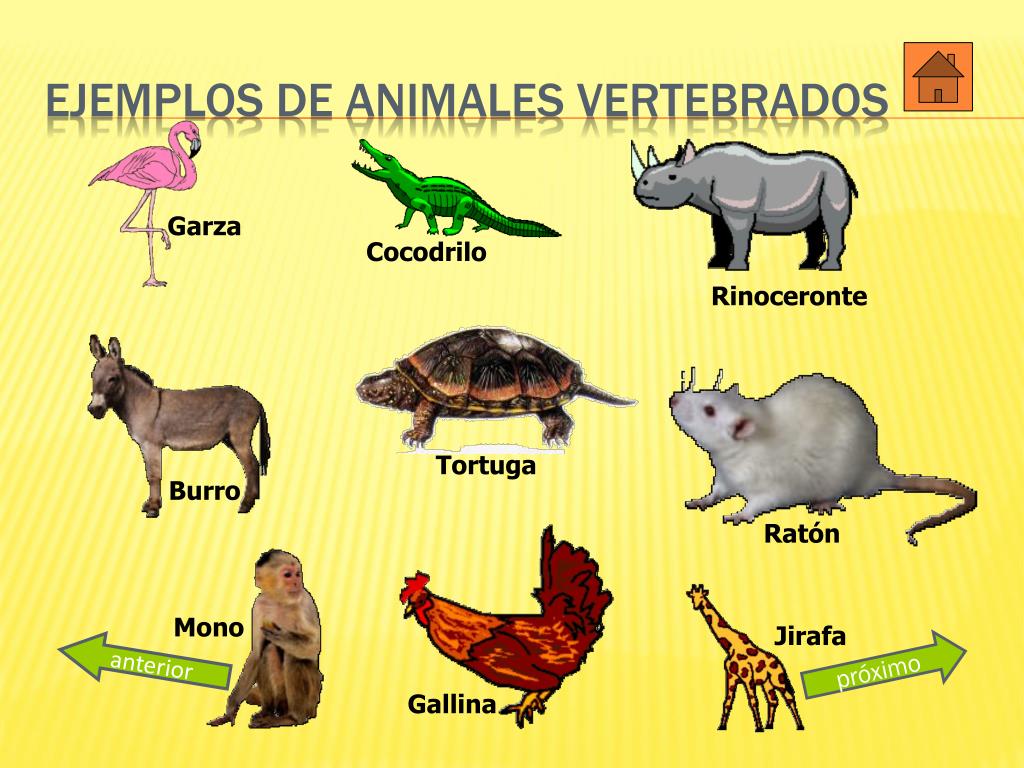 Resultado de imagen para que son los animales vertebrados
