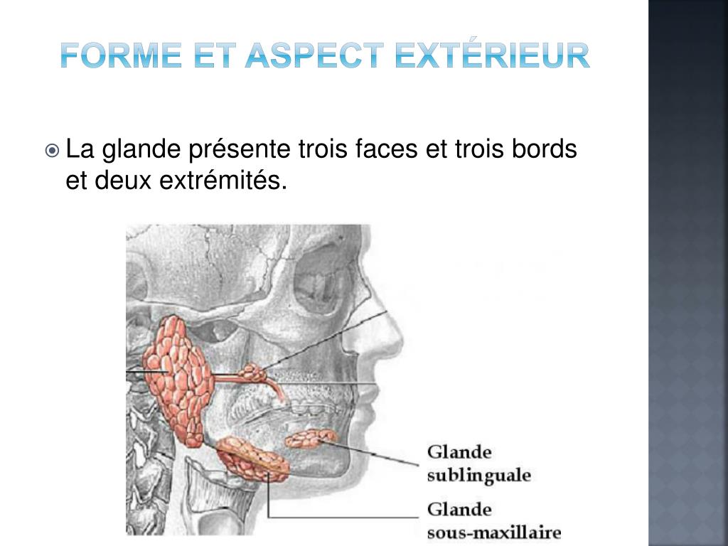 PPT Les glandes salivaires PowerPoint Presentation, free download — free download
