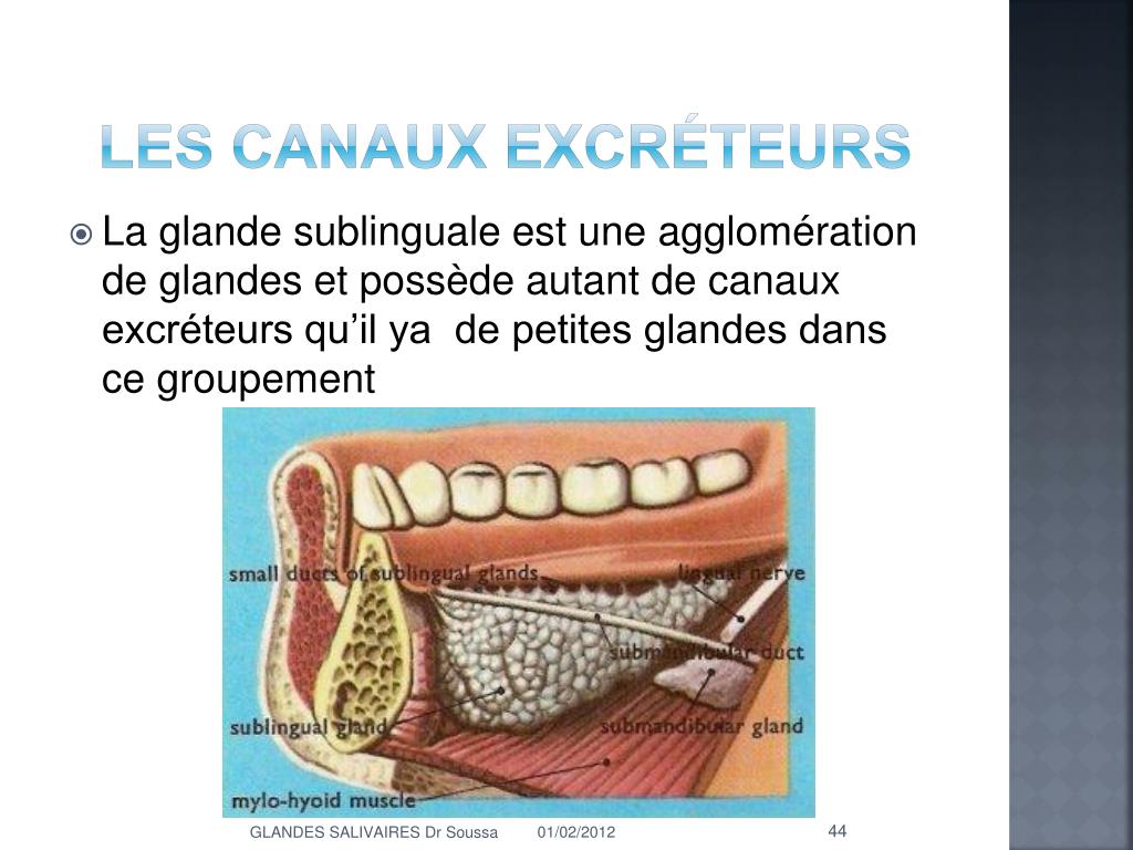 PPT Les glandes salivaires PowerPoint Presentation, free download — free download