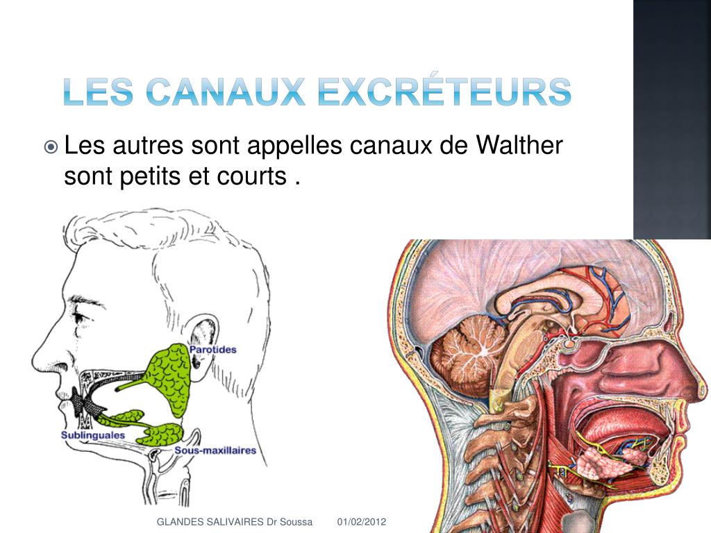 PPT Les glandes salivaires PowerPoint Presentation, free download ID6589621