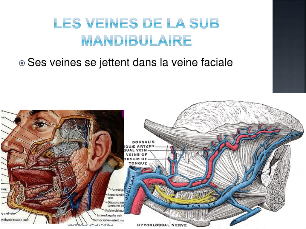 PPT Les glandes salivaires PowerPoint Presentation, free download — free download